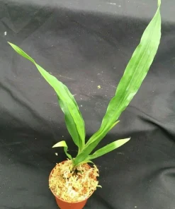 Zygonisia Roquebrune 'Seafoam' Orchid Live Plant – Fragrant Flowers – Easy Care – Shipped in 2.5 inch Pot - Image 2