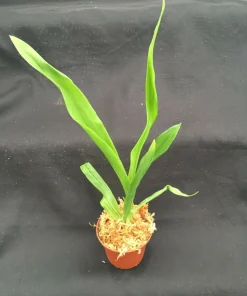Zygopabstia Dragon Kitten 'Purr' Orchid Live Plant - 2.5 inch Pot - Fragrant Blooms - Image 2