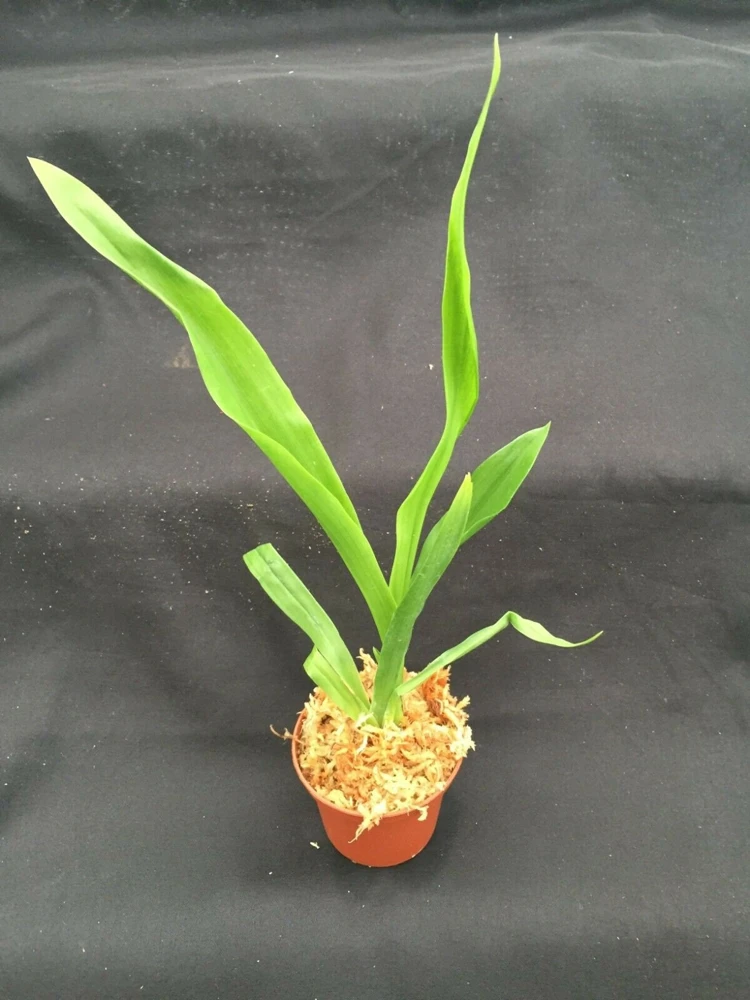 Zygopabstia Dragon Kitten 'Purr' Orchid Live Plant - 2.5 inch Pot - Fragrant Blooms - Image 2