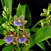 Zygopabstia Dragon Kitten 'Purr' Orchid Live Plant - 2.5 inch Pot - Fragrant Blooms - Image 1