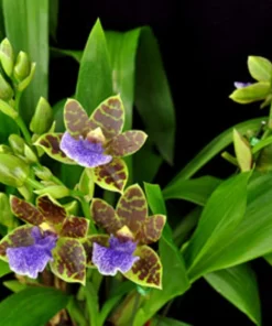 Zygopabstia Dragon Kitten 'Purr' Orchid Live Plant - 2.5 inch Pot - Fragrant Blooms - Image 1