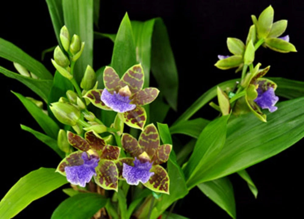 Zygopabstia Dragon Kitten 'Purr' Orchid Live Plant - 2.5 inch Pot - Fragrant Blooms - Image 1