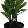ZZ Plant - Zamioculcas zamiifolia - 4 Inch Pot Live Houseplant - Image 1