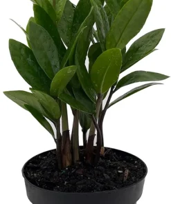 ZZ Plant - Zamioculcas zamiifolia - 4 Inch Pot Live Houseplant - Image 1