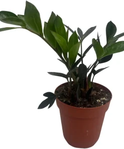 ZZ Plant - Zamioculcas zamiifolia - 4 Inch Pot Live Houseplant - Image 2