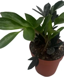 ZZ Plant - Zamioculcas zamiifolia - 4 Inch Pot Live Houseplant - Image 3