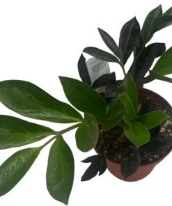 ZZ Plant - Zamioculcas zamiifolia - 4 Inch Pot Live Houseplant - Image 4
