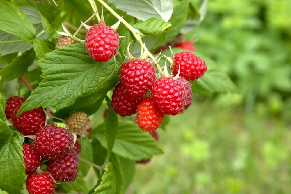 1 Caroline Red Raspberry Starter Plug - Everbearing Fruit Bush - Rubus idaeus 'Caroline' - Image 2