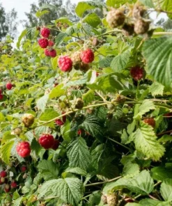 1 Caroline Red Raspberry Starter Plug - Everbearing Fruit Bush - Rubus idaeus 'Caroline' - Image 4