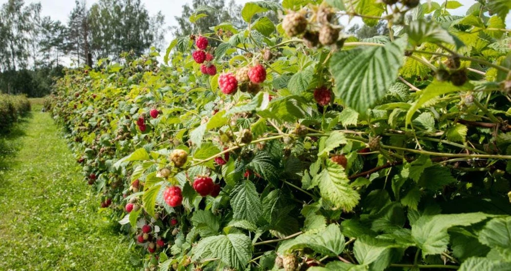 1 Caroline Red Raspberry Starter Plug - Everbearing Fruit Bush - Rubus idaeus 'Caroline' - Image 4
