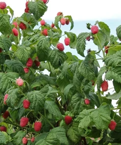 1 Caroline Red Raspberry Starter Plug - Everbearing Fruit Bush - Rubus idaeus 'Caroline' - Image 7