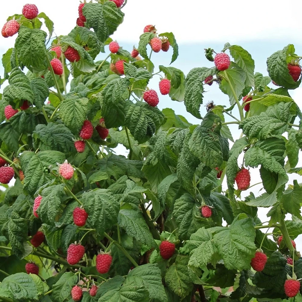 1 Caroline Red Raspberry Starter Plug - Everbearing Fruit Bush - Rubus idaeus 'Caroline' - Image 7
