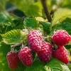 1 Caroline Red Raspberry Starter Plug - Everbearing Fruit Bush - Rubus idaeus 'Caroline' - Image 1