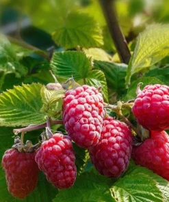1 Caroline Red Raspberry Starter Plug - Everbearing Fruit Bush - Rubus idaeus 'Caroline' - Image 1
