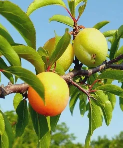 1 Chickasaw Plum Tree Starter Plant 12-24