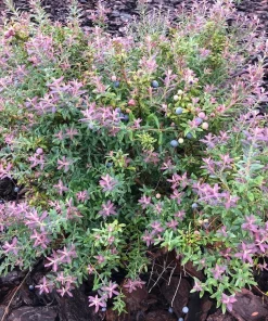 1 Darrow's Native Blueberry Starter Plug Live Plant - Vaccinium darrowii Shrub - Image 3