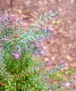 1 Darrow's Native Blueberry Starter Plug Live Plant - Vaccinium darrowii Shrub - Image 6