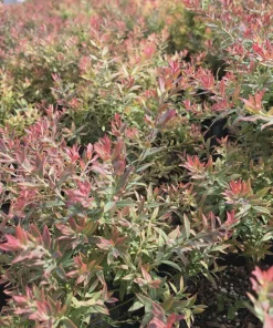 1 Darrow's Native Blueberry Starter Plug Live Plant - Vaccinium darrowii Shrub - Image 8