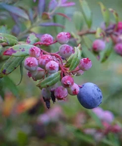 1 Darrow's Native Blueberry Starter Plug Live Plant - Vaccinium darrowii Shrub - Image 1