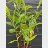 1 Grains of Paradise Plant Starter Plug - Aframomum melegueta Bare Root - Image 1