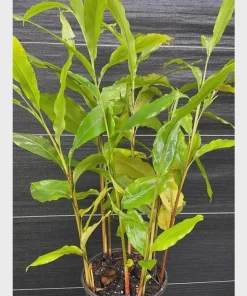 1 Grains of Paradise Plant Starter Plug - Aframomum melegueta Bare Root - Image 1