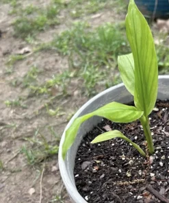 1 Grains of Paradise Plant Starter Plug - Aframomum melegueta Bare Root - Image 4