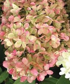 1 Limelight Hydrangea Bare Root Starter Plug - Hydrangea paniculata Shrub - Image 3