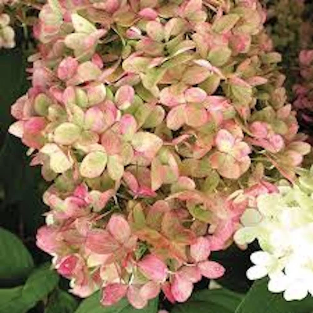 1 Limelight Hydrangea Bare Root Starter Plug - Hydrangea paniculata Shrub - Image 3