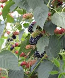 1 Natchez Blackberry Starter Plug - Thornless, Sweet Fruit Bush, Rubus 'Natchez' - Image 2