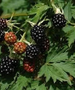 1 Natchez Blackberry Starter Plug - Thornless, Sweet Fruit Bush, Rubus 'Natchez' - Image 7