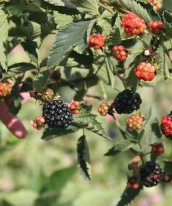 1 Natchez Blackberry Starter Plug - Thornless, Sweet Fruit Bush, Rubus 'Natchez' - Image 8