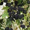 1 Natchez Blackberry Starter Plug - Thornless, Sweet Fruit Bush, Rubus 'Natchez' - Image 1