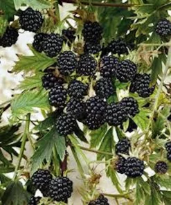 1 Natchez Blackberry Starter Plug - Thornless, Sweet Fruit Bush, Rubus 'Natchez' - Image 1