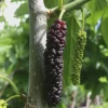 1 Pakistan Mulberry Tree Starter Plug - Morus macroura Live Plant - Image 1