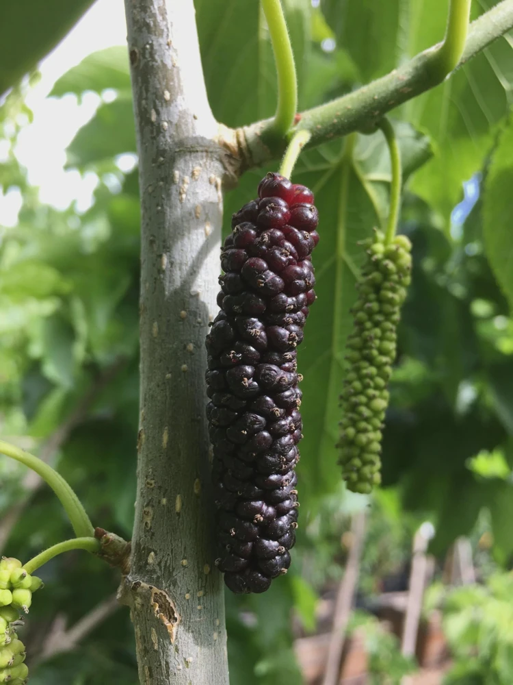 1 Pakistan Mulberry Tree Starter Plug - Morus macroura Live Plant - Image 1