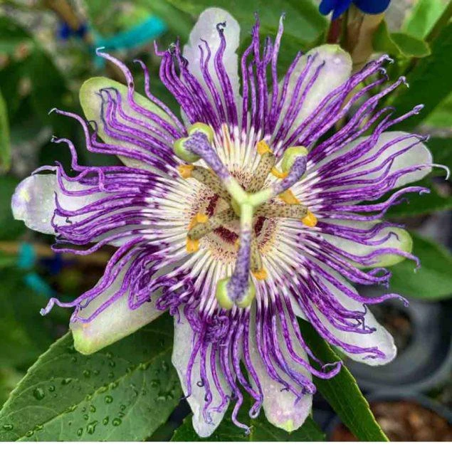 1 Panama Red Passion Fruit Live Plant - Tropical Edible Vine for Zones 9a+ - Image 2