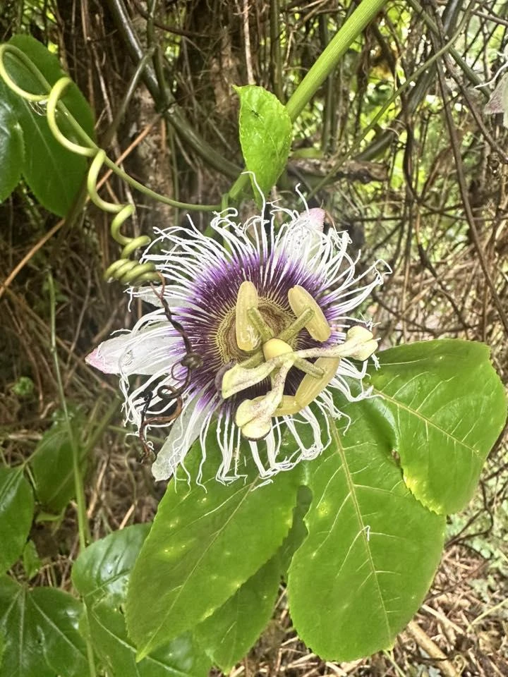 1 Panama Red Passion Fruit Live Plant - Tropical Edible Vine for Zones 9a+ - Image 3