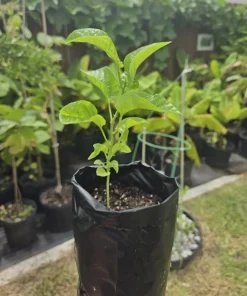 1 Panama Red Passion Fruit Live Plant - Tropical Edible Vine for Zones 9a+ - Image 4