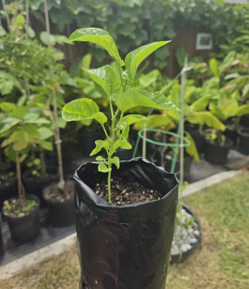 1 Panama Red Passion Fruit Live Plant - Tropical Edible Vine for Zones 9a+ - Image 4