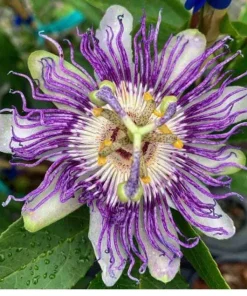 1 Panama Red Passion Fruit Live Plant - Tropical Edible Vine for Zones 9a+ - Image 6