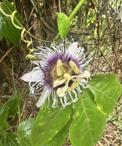 1 Panama Red Passion Fruit Live Plant - Tropical Edible Vine for Zones 9a+ - Image 7