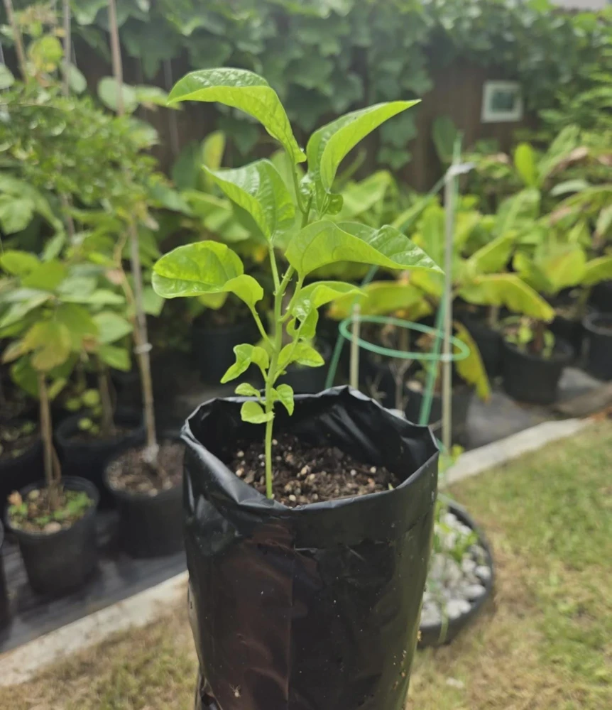 1 Panama Red Passion Fruit Live Plant - Tropical Edible Vine for Zones 9a+ - Image 8