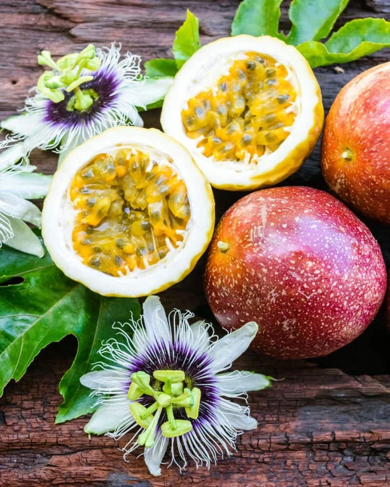 1 Panama Red Passion Fruit Live Plant - Tropical Edible Vine for Zones 9a+ - Image 1