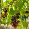10 Alachua Muscadine Grape Starter Plugs - Vitis rotundifolia - Outdoor Live Plants - Image 1