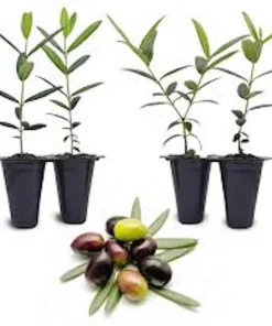 10 Arbequina Olive Tree Olea Europaea Live Starter Plants - Compact & Drought Tolerant - Image 2