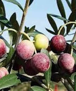 10 Arbequina Olive Tree Olea Europaea Live Starter Plants - Compact & Drought Tolerant - Image 3