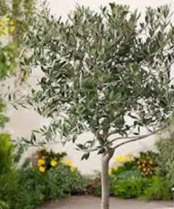 10 Arbequina Olive Tree Olea Europaea Live Starter Plants - Compact & Drought Tolerant - Image 4