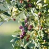 10 Arbequina Olive Tree Olea Europaea Live Starter Plants - Compact & Drought Tolerant - Image 1
