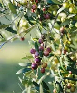 10 Arbequina Olive Tree Olea Europaea Live Starter Plants - Compact & Drought Tolerant - Image 1