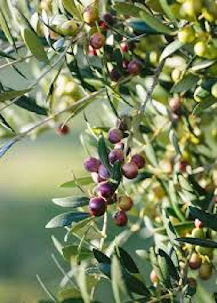10 Arbequina Olive Tree Olea Europaea Live Starter Plants - Compact & Drought Tolerant - Image 1